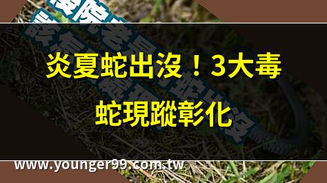 炎夏蛇出沒！3大毒蛇現蹤彰化 | 蛇季來襲！4區列高風險警戒 | 夏日蛇患！801條蛇藏危機 | 毒蛇出沒！自保5要訣必學